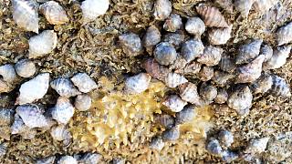 海边大石头吸满了海螺，可以大把大把抓，简简单单的赶海生活