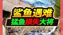 28条狠鱼的小猛鱼缸损失2名大将，鲨鱼招财猫统统遇难，损失惨重 #亚马逊猛鱼 #鲨鱼 #招财猫鱼