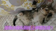 流浪歪头小猫过上了幸福生活各网友请安心