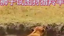 狮子试图狩猎羚羊不料被其逃脱#动物世界 #精彩片段 #狮子 #羚羊 #万物皆有灵性 