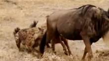 鬣狗祸害角马，简单一招让角马无法破解#动物世界 #野生动物零距离 #精彩片段 #神奇动物在抖音 