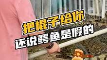 把棍子给怒，还说鳄鱼是假的？#鳄珍