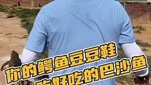 你的鳄鱼豆豆鞋吃好吃的巴沙鱼#鳄珍