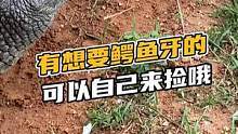 有想要鳄鱼牙的，可以自己来捡哦#鳄珍