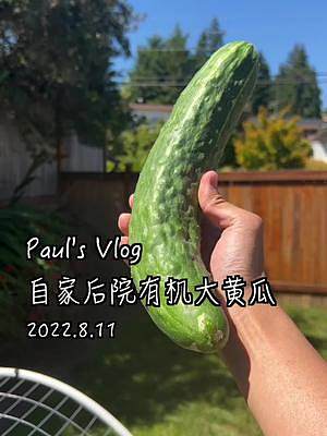 黄瓜的一百种吃法，在线等挺急的 #vlog我的日常 #西雅图 #雪碧泡黄瓜