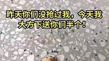 蚂蚁邻居昨天是我不对抢了你们吃的，今天给你们送回半个！ #小蚂蚁加油努力 #搞笑#看一遍笑一遍 #万