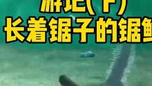上海海洋水族馆游记（下）锯鳐来了 #锯鳐 #海洋动物 #海底世界 #水族馆 #海洋生物