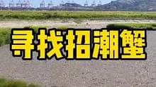 寻找招潮蟹 #自然 #滩涂 #环境保护 #招潮蟹
