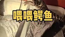 晚上无聊，喂喂鳄鱼孩子长大了，也吃的多了 #小鳄鱼 #人工养殖鳄鱼 #宠物 #合法养殖 