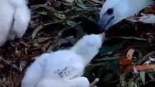 二毛能够活到今天，这得归功于雕爸，它为幼崽们提供了足够的食物（白腹海雕育雏，持续更新中）#白腹海雕育
