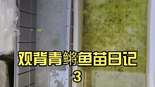 观背青鳉鱼苗日记3