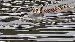 老虎确实厉害，上树下水，没有它不能去的地方