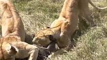 可怜的疣猪又被狮子摁倒了，这清脆的声音让人揪心#野生动物零距离 #动物世界 #精彩片段 #神奇动物在