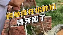 鳄鱼哥在给你们弄牙齿了#鳄珍