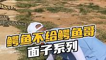 鳄鱼不给鳄鱼哥面子系列#鳄珍 