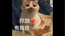 放心，有猫猫在