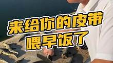 来给你的皮带喂早饭了#鳄珍 