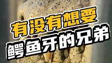 有没有想要鳄鱼牙的兄弟#鳄珍 