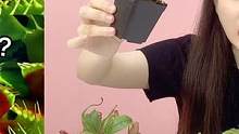 会咬人的捕虫草第二弹！一周后剪开它，里面的虫子变成“干尸”？ #西瓜play加油站 #食人草 #捕虫