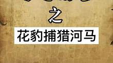 花豹趁机捕猎深陷泥潭巨大河马#花豹 #捕猎现场 #野生动物 #奇闻 