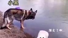 当你在海边看到心动女生时#专治不开心 #看一遍笑一遍 #动物的迷惑行为 #萌宠 #万物皆有灵性 