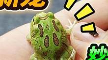 收到礼物开箱2只角蛙，没想到其中一只特像皮卡丘，喜欢到不放手 #角蛙 #宠物蛙 #爬宠