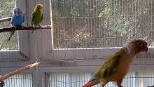 和鹦鹉们改善关系（1）