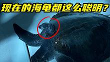 2022年的海龟有多聪明？主动找人类帮忙，太机智了！