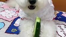 #宠物吃货 #治愈系声音 貔貅说～肉吃多了，今天来根大黄瓜这声音太带劲了