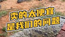 卖的太便宜是我们的问题#鳄珍 