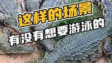 这样的场景，有没有想要游泳的？#鳄珍