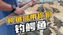 鳄鱼哥带你们钓鳄鱼#鳄珍