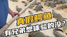 真假鳄鱼，有兄弟想体验的没？#鳄珍
