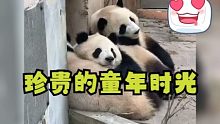 熊猫小宝宝的童年，也是非常非常珍贵的呀！