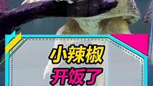  终于拍到小辣椒开口吃饭了！！！#鳄龟 