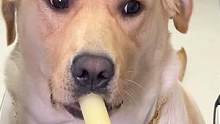 狗子第一次吃冰棍，满脸懵#动物图鉴  