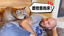 美洲狮梅西：敢抢我的床，咬你！
