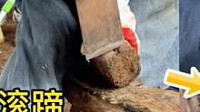 毛驴走路滚蹄子，师傅来给毛驴修蹄，一把大铲把驴蹄修得干净彻底#来抖音学农技 #解压