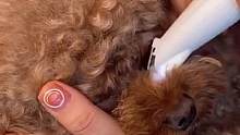 一款不是专业宠物美容师也能把握的迷你小电推，剃眼角周围的毛和脚毛再也不用花钱去宠物店了，自己轻轻松松