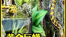 模型制作：你敢吃蛇肉吗？小心遭到蛇王的报复！ #手工diy #粘土 #微缩场景