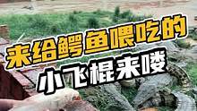 来给鳄鱼喂吃的小飞棍来喽#鳄珍 