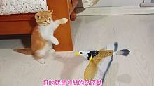 捡来的小橘猫沉迷于打老鹰，一套组合拳就把扑棱棱的老鹰打蒙了
