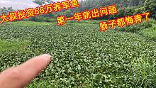 投资68万挖6口鱼塘养军鱼，第一年就出现这种问题，肠子都悔青了