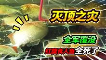 雷暴雨天气鱼房跳闸停电，养了268天的红腹全军覆没，这损失惨重