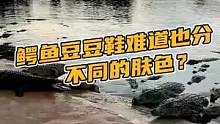 鳄鱼豆豆鞋难道也分不同的肤色？#鳄珍