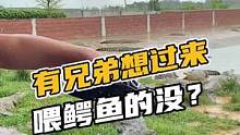 有兄弟想过来喂鳄鱼的没？#鳄珍