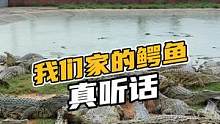 我们家的鳄鱼真听歌#鳄珍