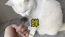 回村后，我的猫一下子就把整个夏天抓住了