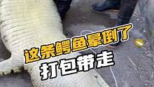 这条鳄鱼晕倒了，打包带走#鳄珍  