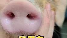 我朋友养了头迷你猪 #萌宠 #萌宠出道计划 #宠物猪